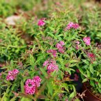 Tavoľník japonský (Spiraea japonica) ´ANTHONY WATERER´ - výška 10-20 cm ⌀ 10-20 cm, kont. C2L